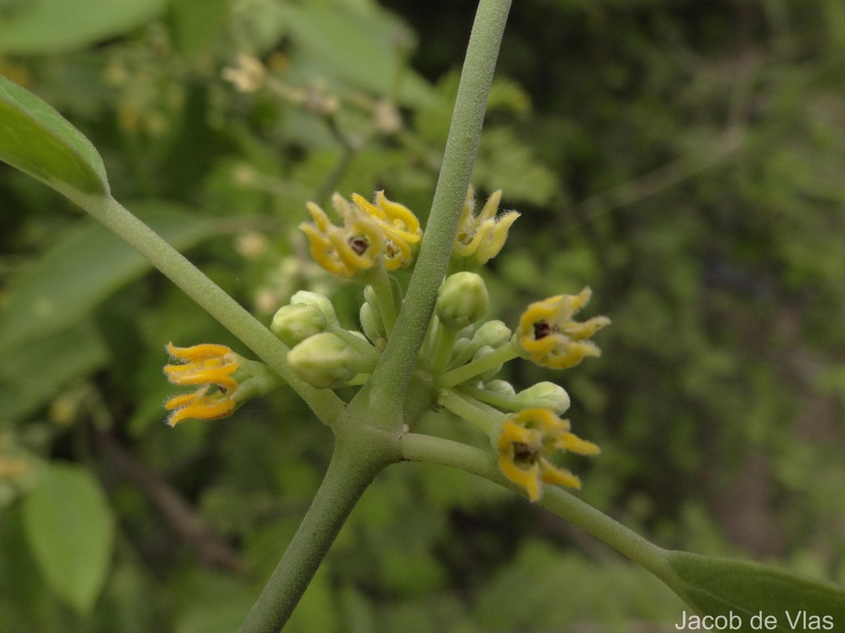 Leptadenia reticulata (Retz.) Wight & Arn